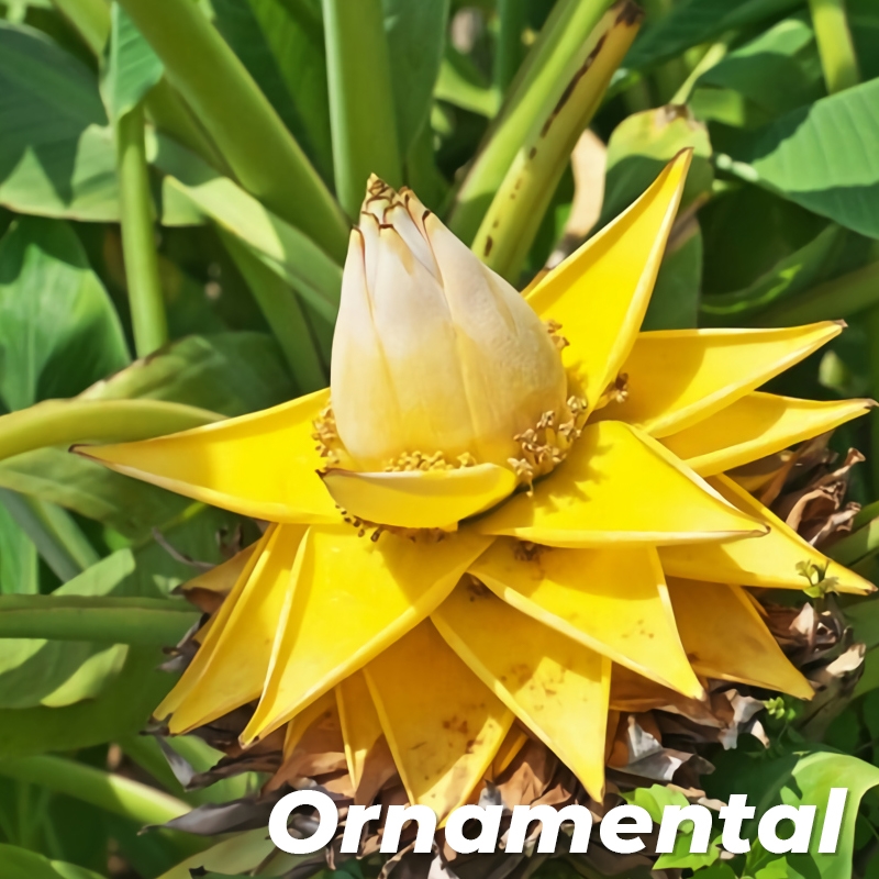 Dwarf Chinese Yellow Banana Tree