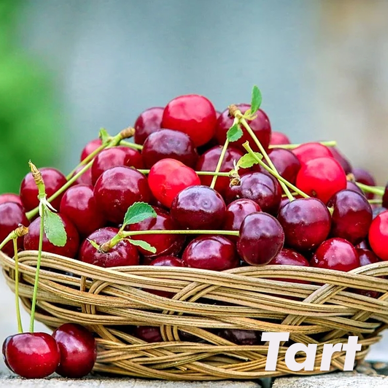 Montmorency Cherry Tree