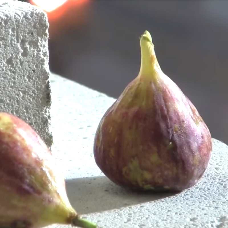 Italian White Fig Tree