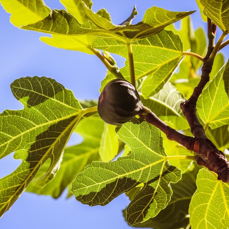 Jack's Black Fig Tree