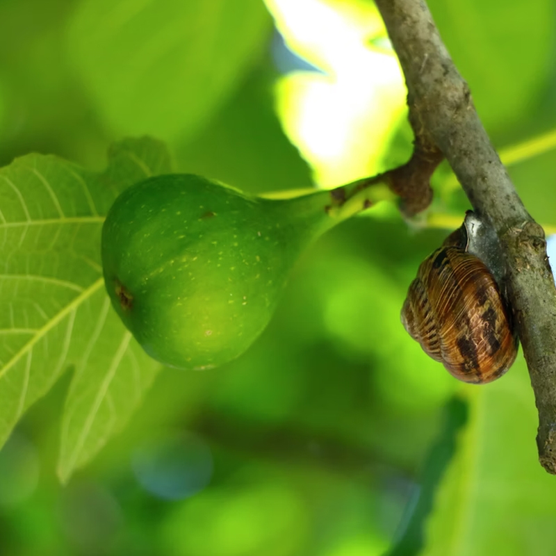 Kadota Fig Tree