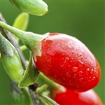 Buy Crimson Star Goji Berry Trees