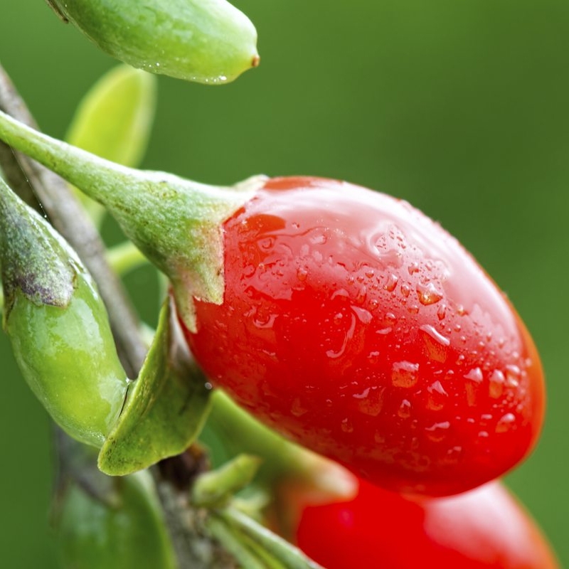 Buy Crimson Star Goji Berry Trees