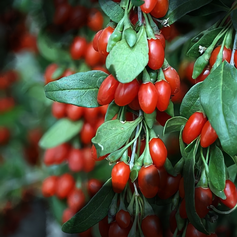 Buy Firecracker Goji Berry Trees