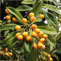 Loquat Tree Nurssery