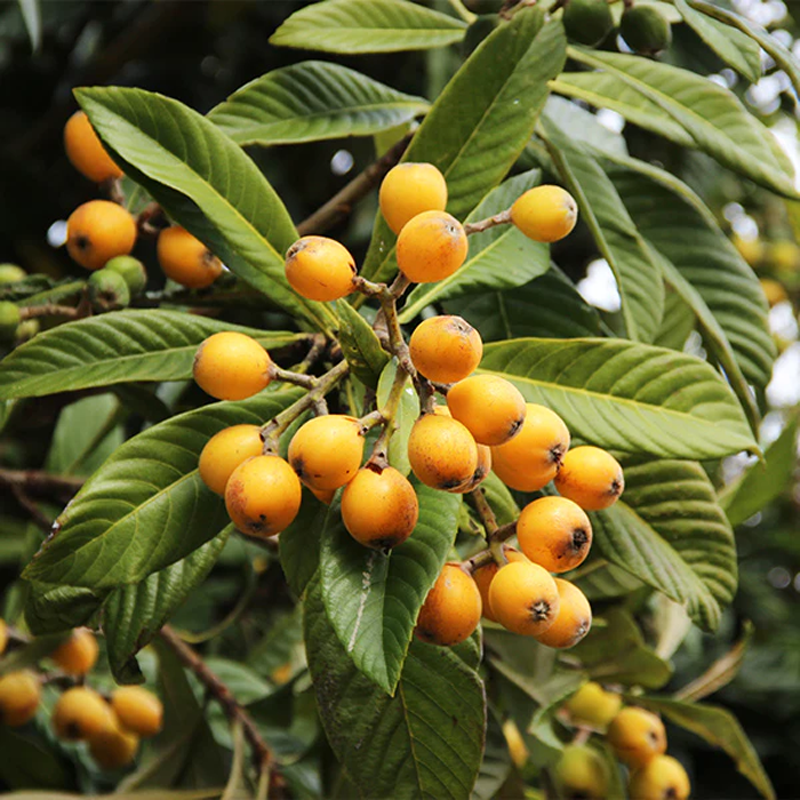 Loquat Tree Nurssery