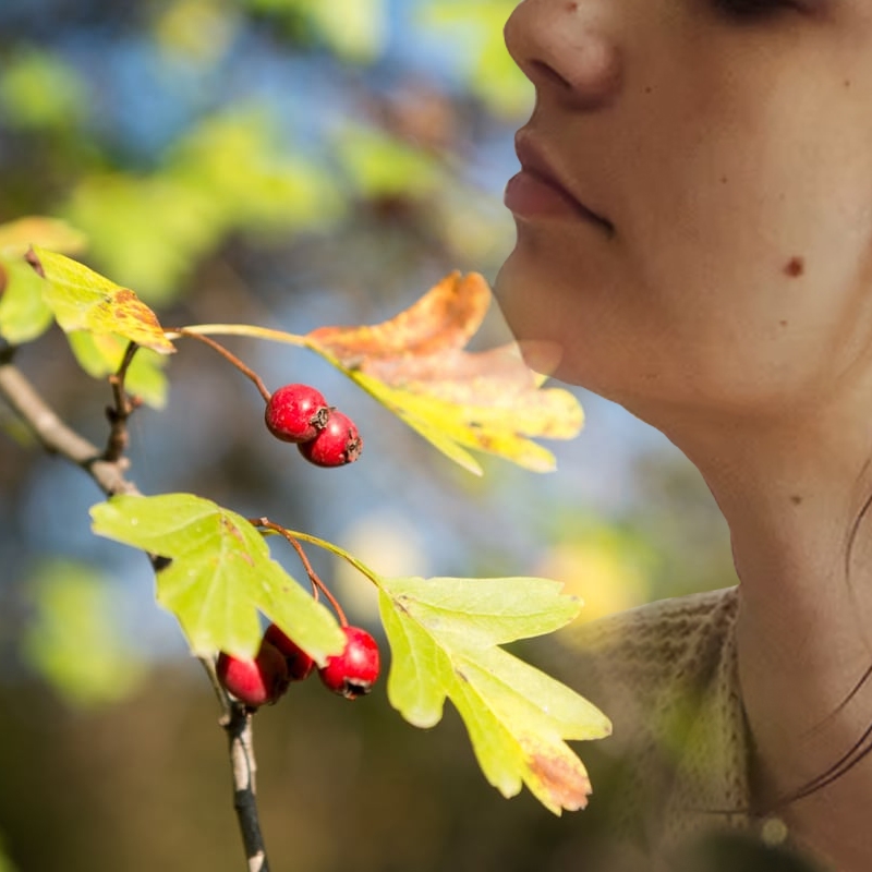 SEH Mayhaw Tree