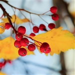 Swamp Mayhaw Tree