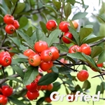 Super Texas Star Mayhaw Tree