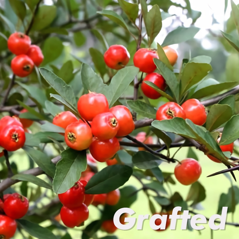 Super Texas Star Mayhaw Tree