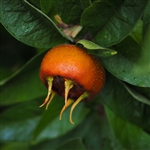 Breda Giant Medlar Tree