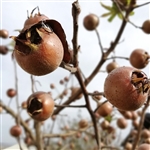 Marron Medlar Tree