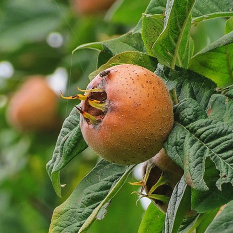 Royal Medlar Tree