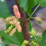 Dwarf Shah Reza Mulberry Tree