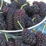 Turkeyi Mulberry Tree