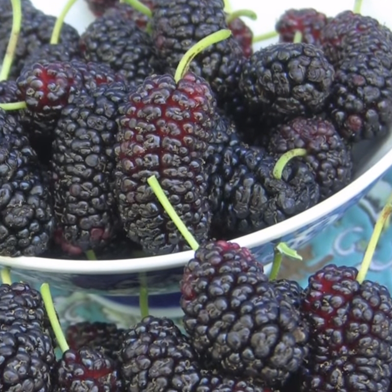 Turkeyi Mulberry Tree