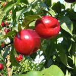 Sun Red Nectarine Tree