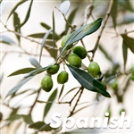 Arbosana Olive Tree