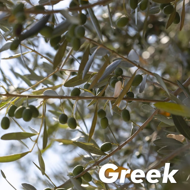 Kalamata Olive Tree