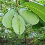 Paw Paw Tree