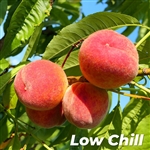 Florda Glo Peach Tree