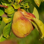 Baldwin Pear Tree