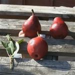 Columbus Red Pear Tree