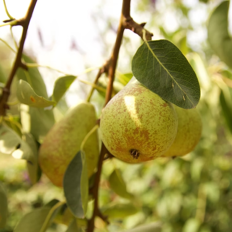 Kieffer Pear Tree