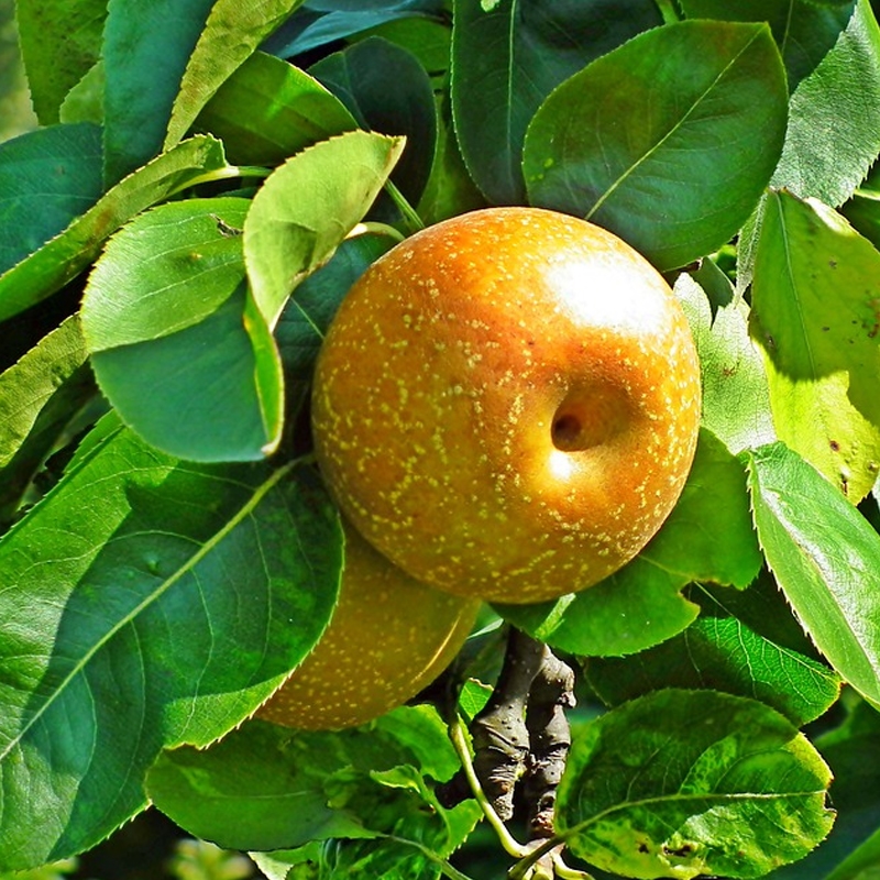 Sand Pear Tree