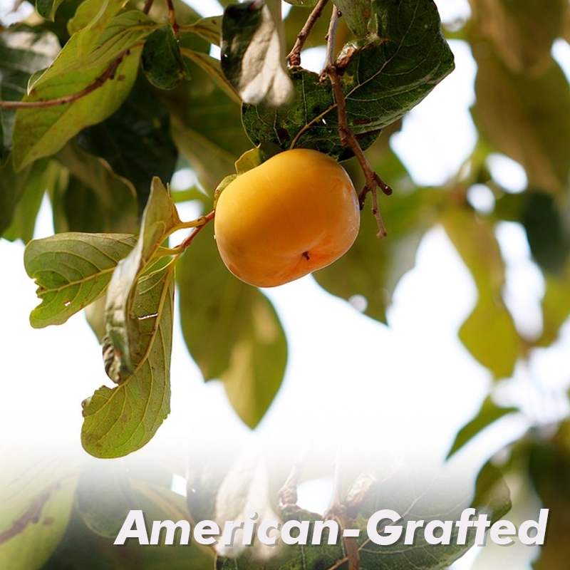 Meader American Persimmon Tree