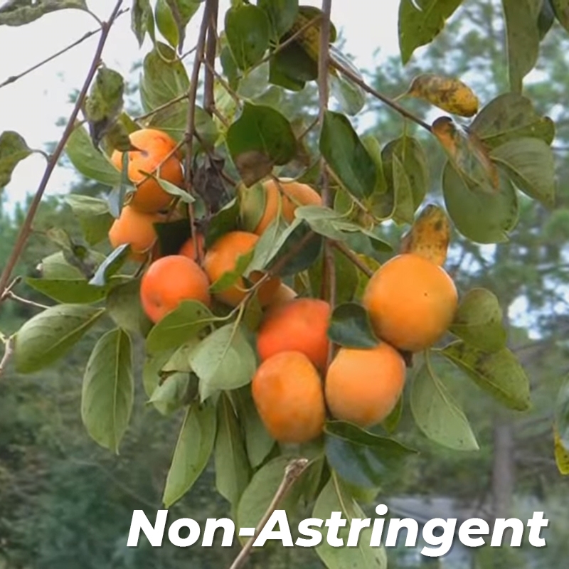 Fuyugaki Persimmon Tree