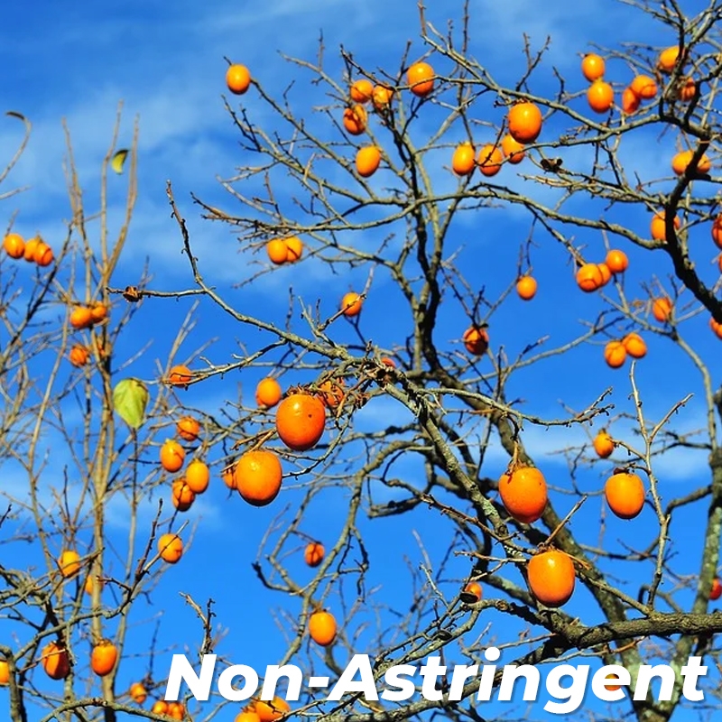 Coffee Cake Persimmon Tree