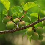 Au Homeside Plum Tree