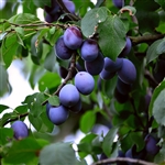 Blue Damson Plum Tree