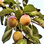 Yellow Gold Plum Tree