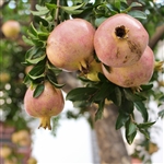 Babylonian White Pomegranate Tree