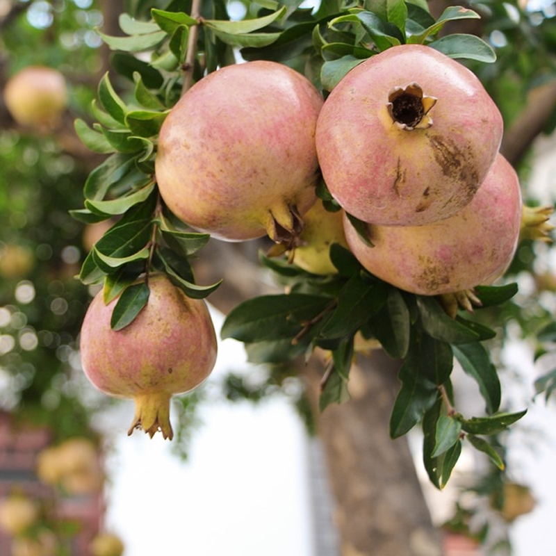 Babylonian White Pomegranate Tree