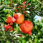 Grenada Pomegranate Tree