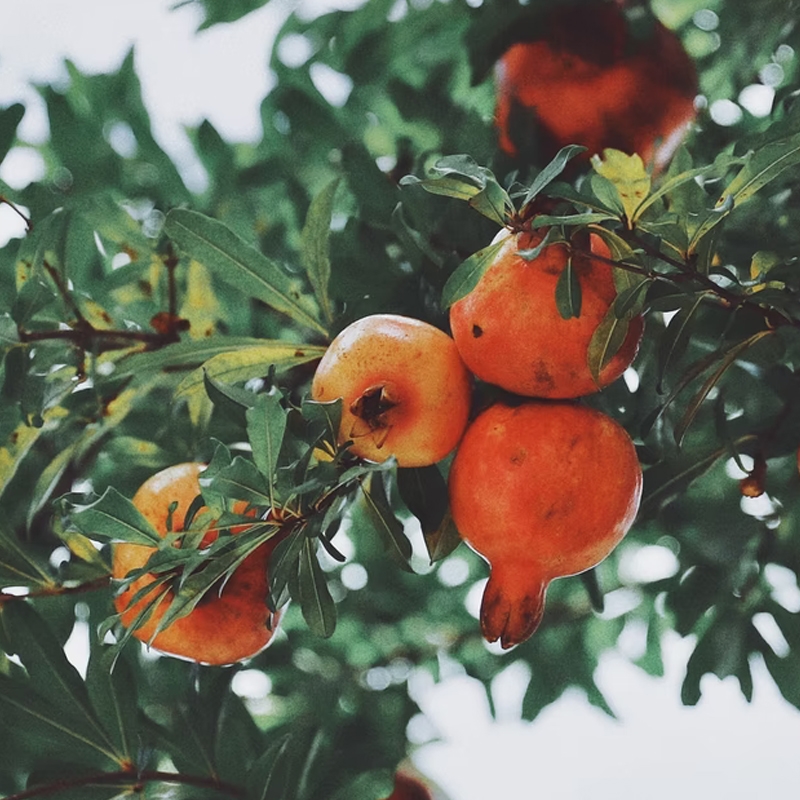 Goliath Pomegranate Tree