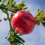 Russian Pomegranate Tree