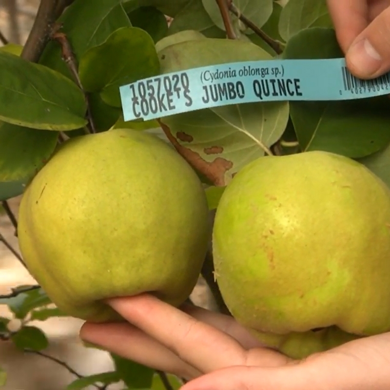 Cooke's Jumbo Quince Tree