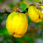 Pineapple Quince Tree