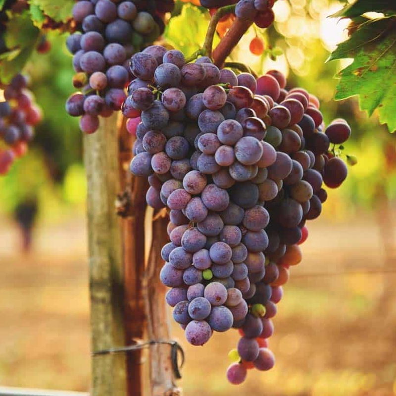 Concord Bunch Grape Vine
