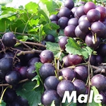 Cowart Muscadine (M)