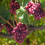 Champagne Seedless Grape Vine