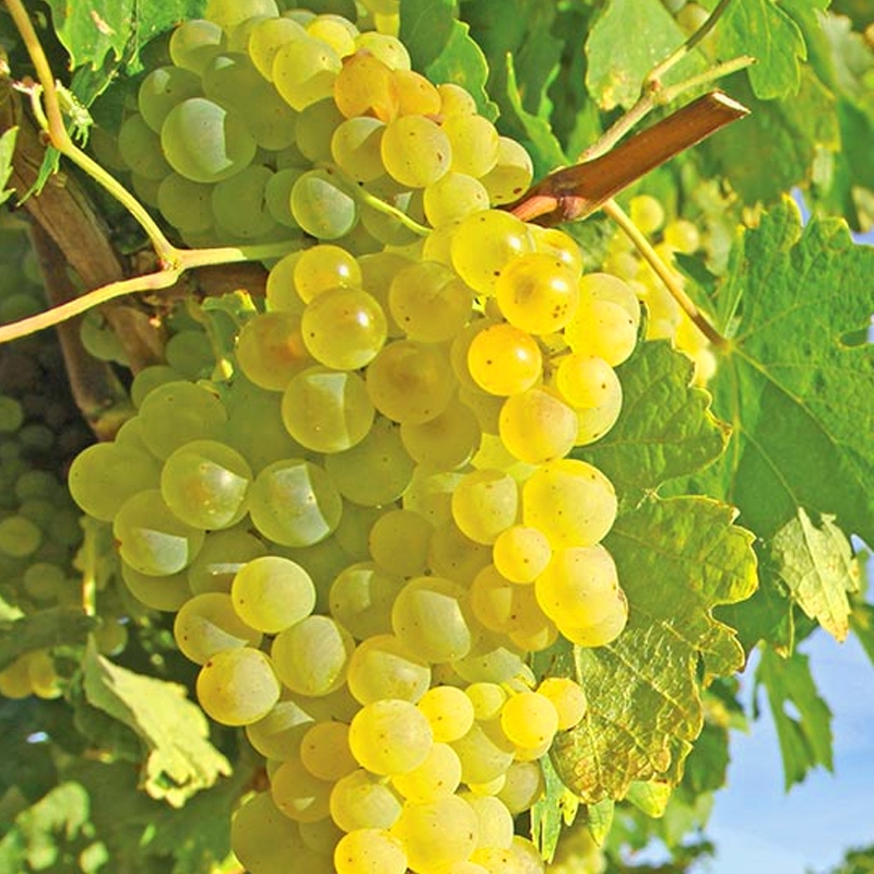 Himrod Seedless Grape Vine