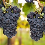 Thomcord Seedless Grape Vine