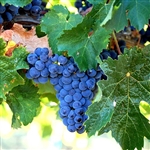 Merlot Wine Grape Vine