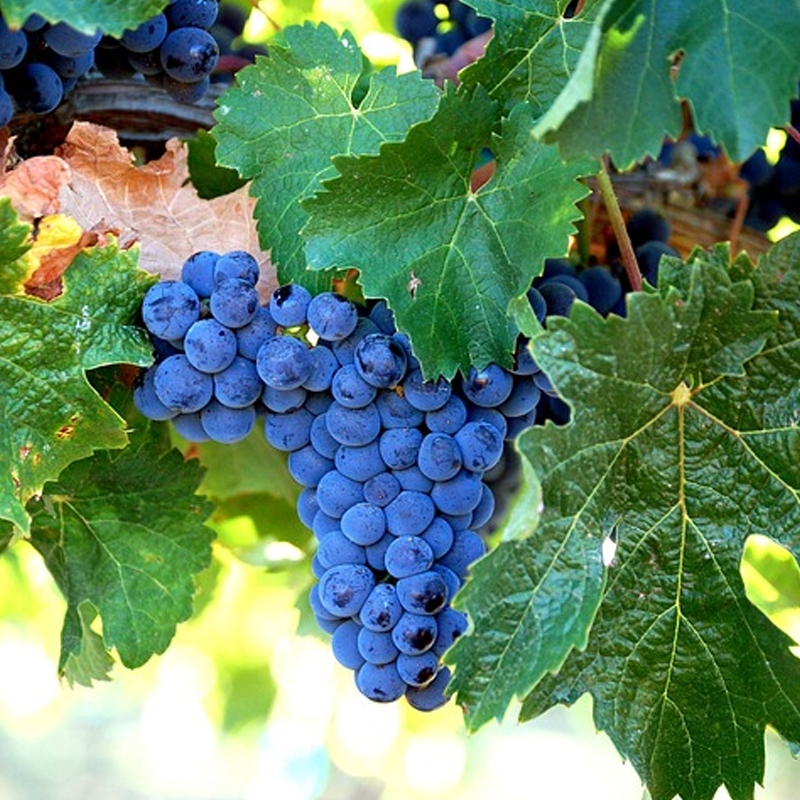 Merlot Wine Grape Vine