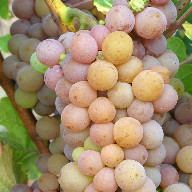 Pinot Gris White Wine Grape Vine